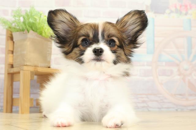 愛知県のパピヨン (Coo&RIKU岡崎店/2025年8月20日生まれ/女の子/ホワイトブラウン)の子犬の1枚目の画像