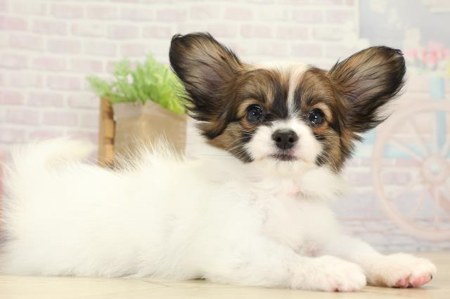 愛知県のパピヨン (Coo&RIKU岡崎店/2025年8月20日生まれ/女の子/ホワイトブラウン)の子犬の2枚目の画像