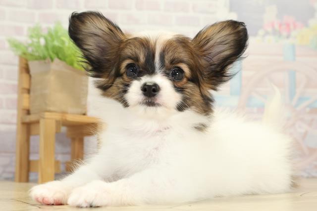 愛知県のパピヨン (Coo&RIKU岡崎店/2025年8月20日生まれ/女の子/ホワイトブラウン)の子犬の3枚目の画像