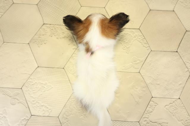 愛知県のパピヨン (Coo&RIKU岡崎店/2025年8月20日生まれ/女の子/ホワイトブラウン)の子犬の4枚目の画像