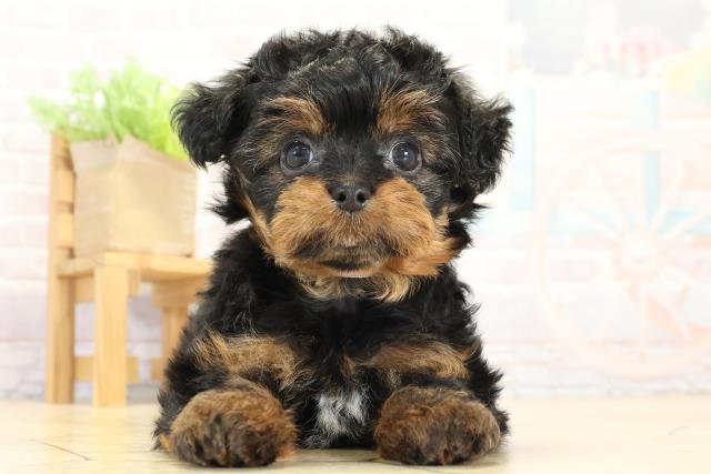 愛知県のチワプー/プーチー(チワワ×プードル) (Coo&RIKU名古屋滝ノ水店/2025年8月29日生まれ/女の子/ブラックタン)の子犬の1枚目の画像