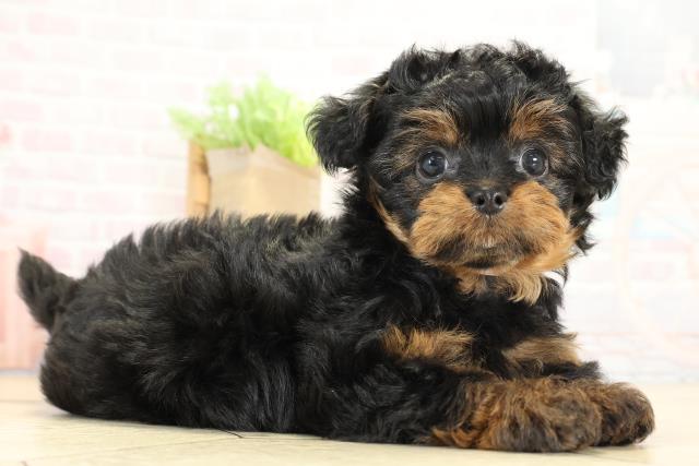 愛知県のチワプー/プーチー(チワワ×プードル) (Coo&RIKU名古屋滝ノ水店/2025年8月29日生まれ/女の子/ブラックタン)の子犬の2枚目の画像