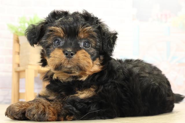 愛知県のチワプー/プーチー(チワワ×プードル) (Coo&RIKU名古屋滝ノ水店/2025年8月29日生まれ/女の子/ブラックタン)の子犬の3枚目の画像