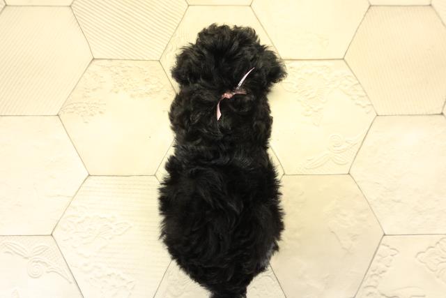 愛知県のチワプー/プーチー(チワワ×プードル) (Coo&RIKU名古屋滝ノ水店/2025年8月29日生まれ/女の子/ブラックタン)の子犬の4枚目の画像