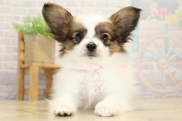 愛知県のパピヨン (Coo&RIKU豊橋店/2025年8月20日生まれ/女の子/ホワイトブラウン)の子犬の1枚目の画像