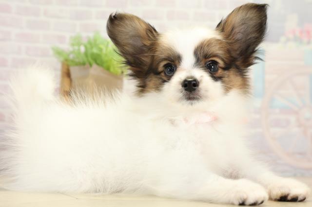 愛知県のパピヨン (Coo&RIKU豊橋店/2025年8月20日生まれ/女の子/ホワイトブラウン)の子犬の2枚目の画像