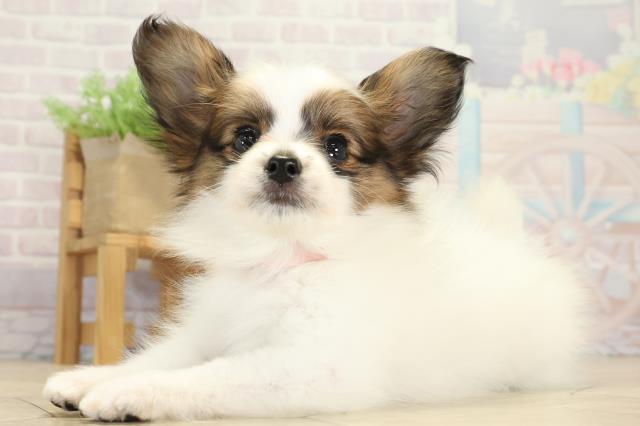 愛知県のパピヨン (Coo&RIKU豊橋店/2025年8月20日生まれ/女の子/ホワイトブラウン)の子犬の3枚目の画像