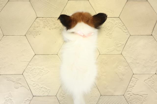 愛知県のパピヨン (Coo&RIKU豊橋店/2025年8月20日生まれ/女の子/ホワイトブラウン)の子犬の4枚目の画像