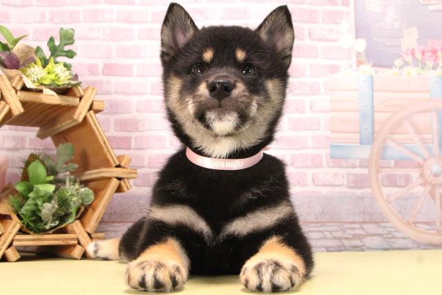 愛知県の柴犬(標準サイズ) (Coo&RIKU名古屋滝ノ水店/2025年8月31日生まれ/女の子/黒)の子犬の1枚目の画像