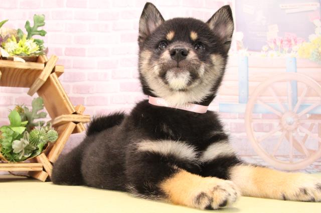 愛知県の柴犬(標準サイズ) (Coo&RIKU名古屋滝ノ水店/2025年8月31日生まれ/女の子/黒)の子犬の2枚目の画像