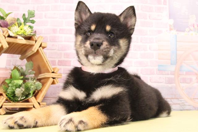 愛知県の柴犬(標準サイズ) (Coo&RIKU名古屋滝ノ水店/2025年8月31日生まれ/女の子/黒)の子犬の3枚目の画像