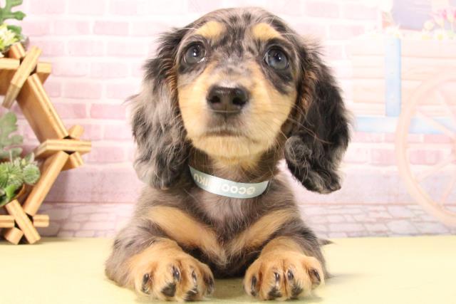 愛知県のミニチュアダックスフンド(ロング) (Coo&RIKU瀬港線守山店/2025年8月28日生まれ/男の子/シルバーダップル)の子犬の1枚目の画像