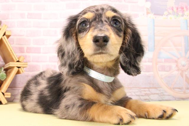 愛知県のミニチュアダックスフンド(ロング) (Coo&RIKU瀬港線守山店/2025年8月28日生まれ/男の子/シルバーダップル)の子犬の2枚目の画像