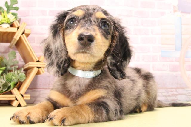 愛知県のミニチュアダックスフンド(ロング) (Coo&RIKU瀬港線守山店/2025年8月28日生まれ/男の子/シルバーダップル)の子犬の3枚目の画像