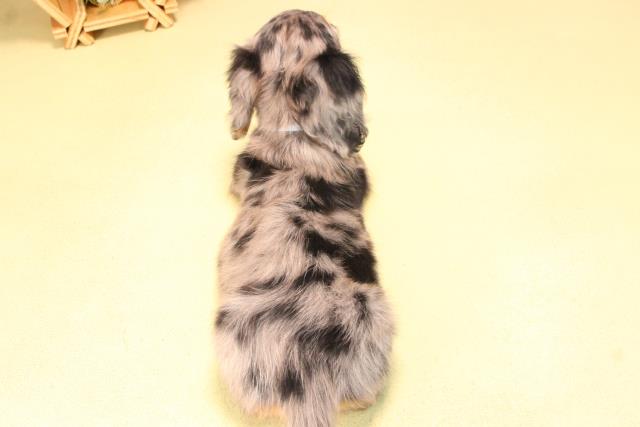 愛知県のミニチュアダックスフンド(ロング) (Coo&RIKU瀬港線守山店/2025年8月28日生まれ/男の子/シルバーダップル)の子犬の4枚目の画像