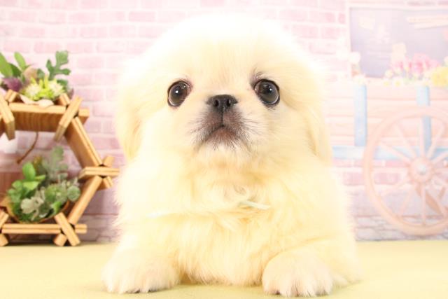 愛知県のペキニーズ (Coo&RIKU岡崎店/2025年8月22日生まれ/男の子/ホワイト)の子犬の1枚目の画像