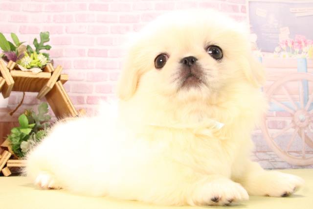 愛知県のペキニーズ (Coo&RIKU岡崎店/2025年8月22日生まれ/男の子/ホワイト)の子犬の2枚目の画像