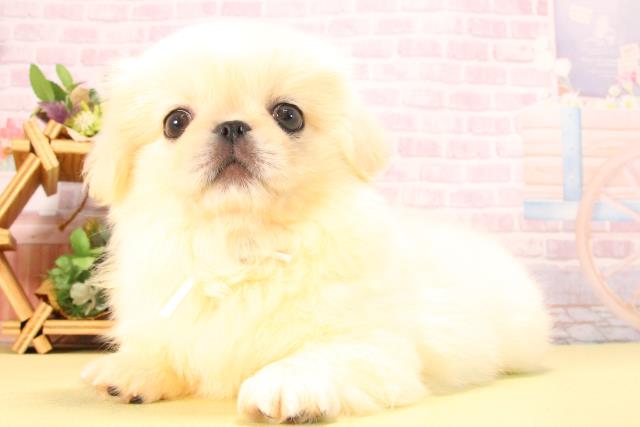 愛知県のペキニーズ (Coo&RIKU岡崎店/2025年8月22日生まれ/男の子/ホワイト)の子犬の3枚目の画像