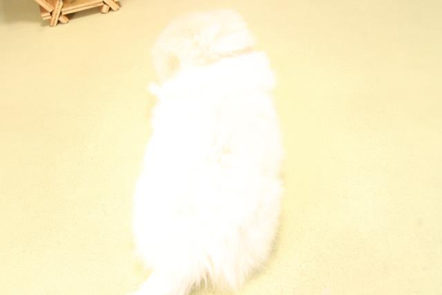 愛知県のペキニーズ (Coo&RIKU岡崎店/2025年8月22日生まれ/男の子/ホワイト)の子犬の4枚目の画像