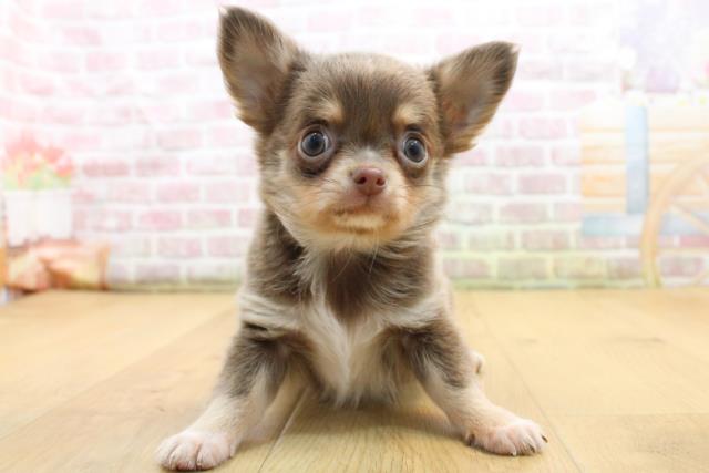 福島県のチワワ(ロング) (Coo&RIKU郡山店/2025年8月25日生まれ/男の子/イザベラタンホワイト)の子犬の1枚目の画像