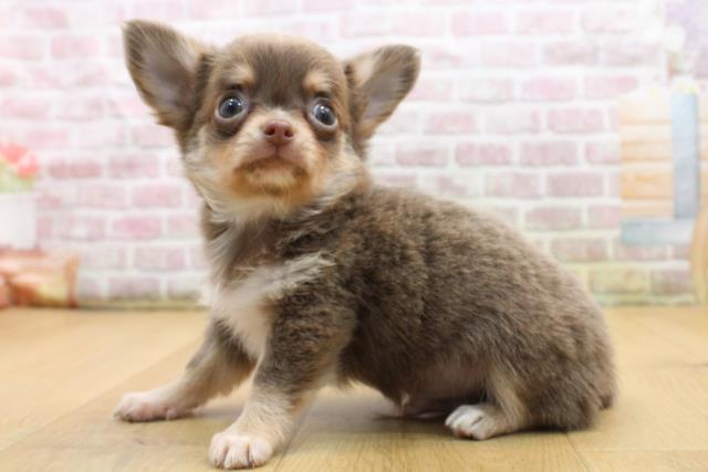 福島県のチワワ(ロング) (Coo&RIKU郡山店/2025年8月25日生まれ/男の子/イザベラタンホワイト)の子犬の2枚目の画像