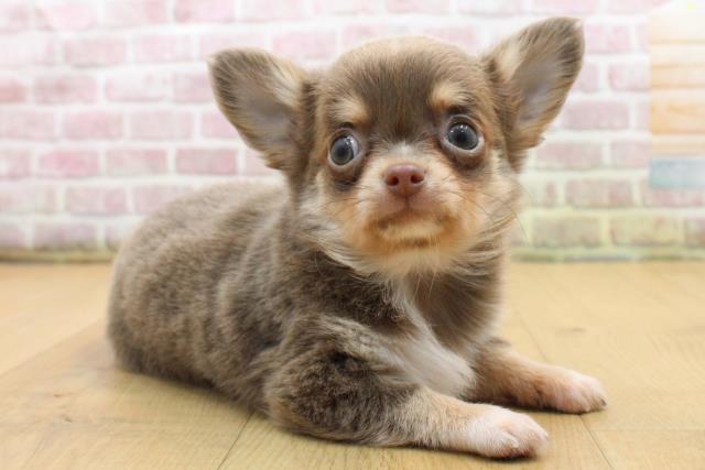 福島県のチワワ(ロング) (Coo&RIKU郡山店/2025年8月25日生まれ/男の子/イザベラタンホワイト)の子犬の3枚目の画像