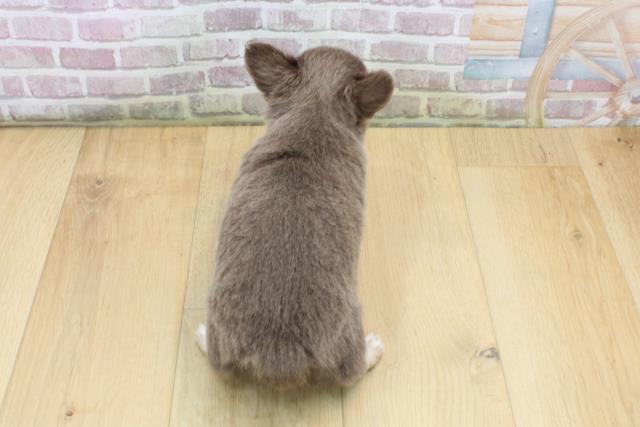 福島県のチワワ(ロング) (Coo&RIKU郡山店/2025年8月25日生まれ/男の子/イザベラタンホワイト)の子犬の4枚目の画像