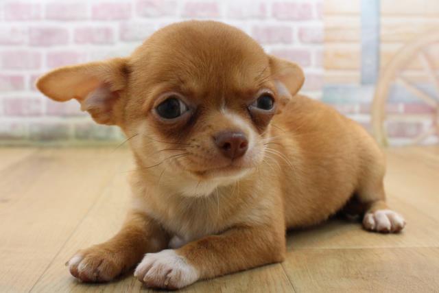 2025年8月25日生まれのチワワ(スムース)の2枚目の写真