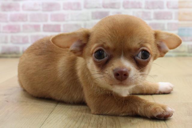 2025年8月25日生まれのチワワ(スムース)の3枚目の写真