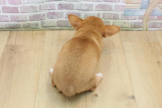 2025年8月25日生まれのチワワ(スムース)の4枚目の写真