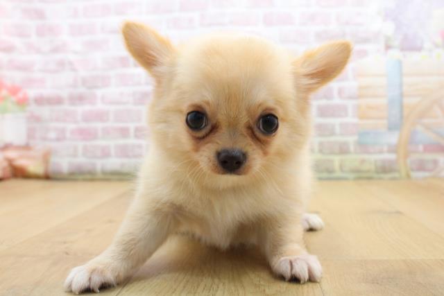 チワワ(ロングコート)