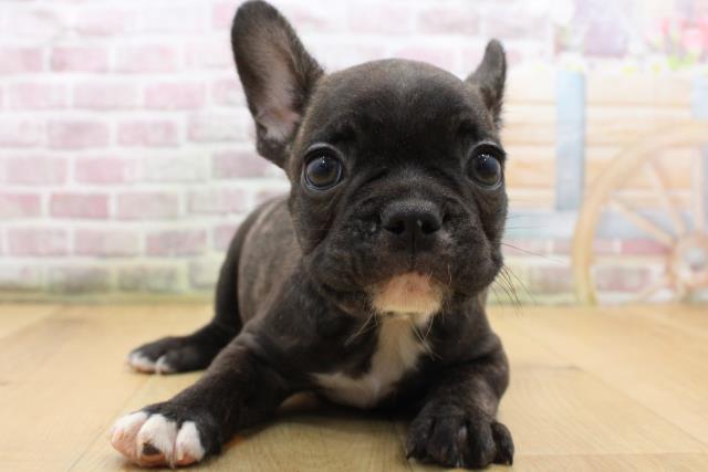 青森県のフレンチブルドッグ (Coo&RIKU青森店/2025年8月28日生まれ/男の子/ブリンドルホワイト)の子犬の1枚目の画像