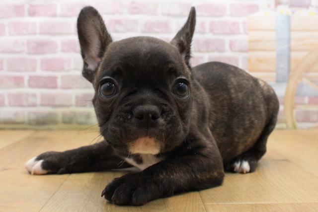 青森県のフレンチブルドッグ (Coo&RIKU青森店/2025年8月28日生まれ/男の子/ブリンドルホワイト)の子犬の2枚目の画像