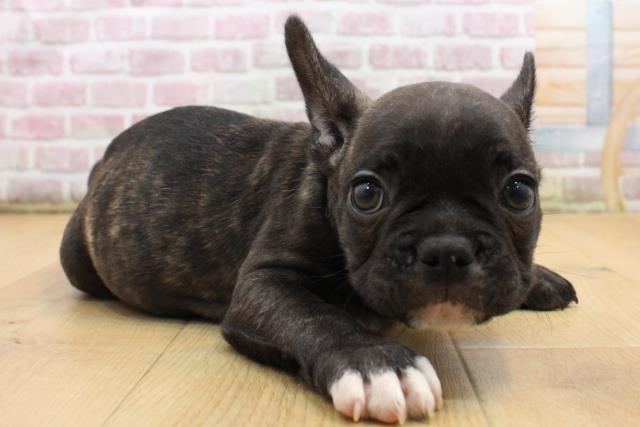 青森県のフレンチブルドッグ (Coo&RIKU青森店/2025年8月28日生まれ/男の子/ブリンドルホワイト)の子犬の3枚目の画像