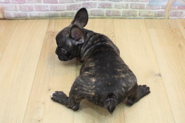 青森県のフレンチブルドッグ (Coo&RIKU青森店/2025年8月28日生まれ/男の子/ブリンドルホワイト)の子犬の4枚目の画像