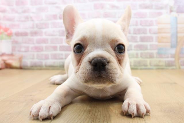 岩手県のフレンチブルドッグ (Coo&RIKU一関店/2025年8月28日生まれ/女の子/クリームホワイト)の子犬の1枚目の画像