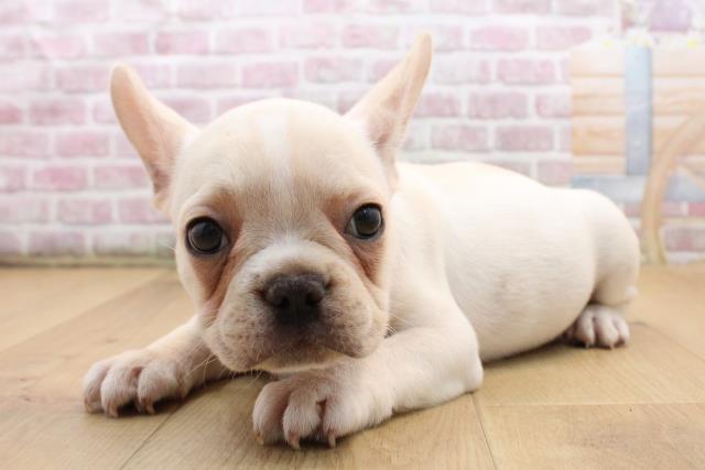岩手県のフレンチブルドッグ (Coo&RIKU一関店/2025年8月28日生まれ/女の子/クリームホワイト)の子犬の2枚目の画像