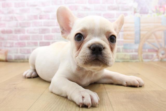 岩手県のフレンチブルドッグ (Coo&RIKU一関店/2025年8月28日生まれ/女の子/クリームホワイト)の子犬の3枚目の画像