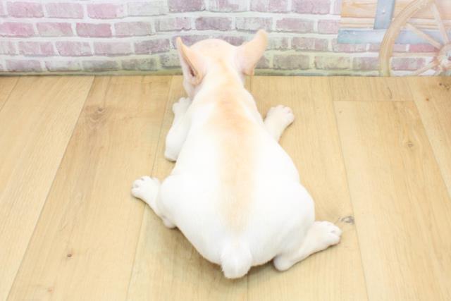 岩手県のフレンチブルドッグ (Coo&RIKU一関店/2025年8月28日生まれ/女の子/クリームホワイト)の子犬の4枚目の画像