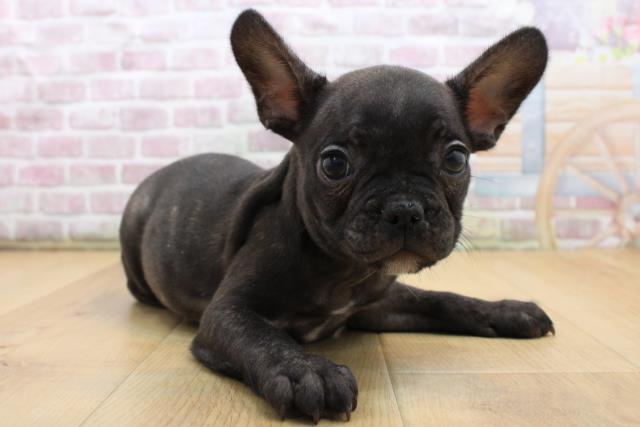 2025年8月28日生まれのフレンチブルドッグの3枚目の写真