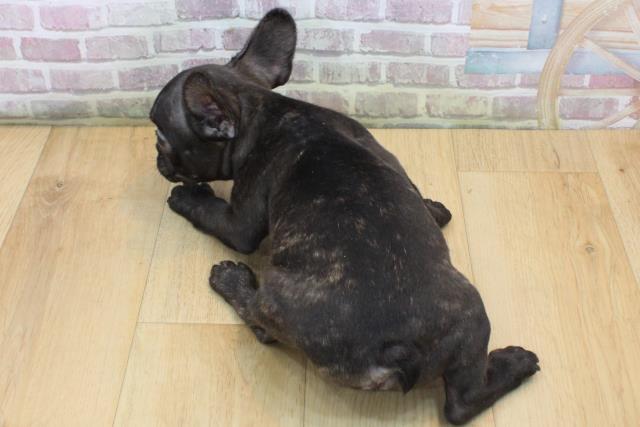 2025年8月28日生まれのフレンチブルドッグの4枚目の写真