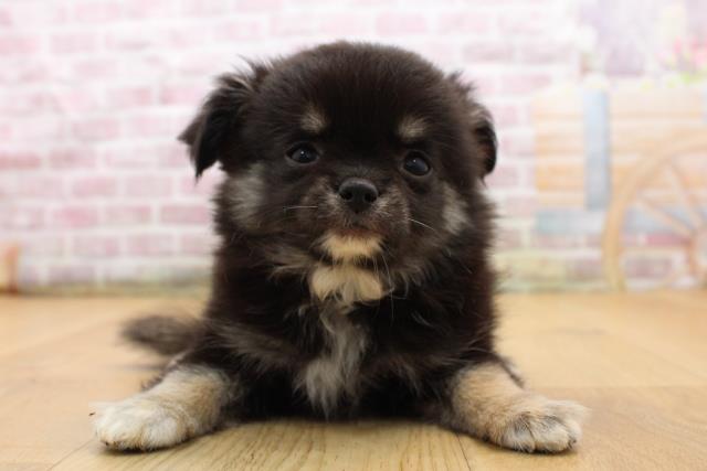 青森県のチワワ(ロング) (Coo&RIKU八戸店/2025年8月29日生まれ/男の子/ブラックタンホワイト)の子犬の1枚目の画像