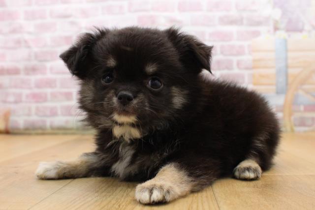 青森県のチワワ(ロング) (Coo&RIKU八戸店/2025年8月29日生まれ/男の子/ブラックタンホワイト)の子犬の2枚目の画像