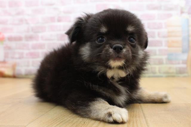 青森県のチワワ(ロング) (Coo&RIKU八戸店/2025年8月29日生まれ/男の子/ブラックタンホワイト)の子犬の3枚目の画像