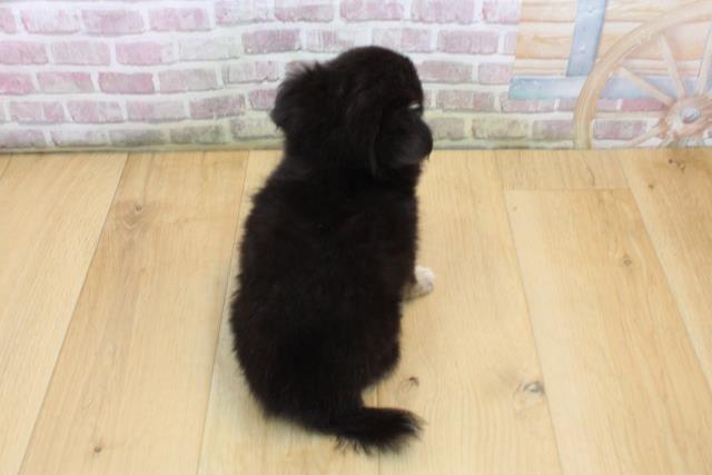 青森県のチワワ(ロング) (Coo&RIKU八戸店/2025年8月29日生まれ/男の子/ブラックタンホワイト)の子犬の4枚目の画像