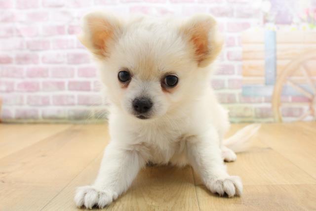 群馬県のチワワ(ロング) (Coo&RIKU前橋店/2025年8月29日生まれ/女の子/クリーム)の子犬の1枚目の画像