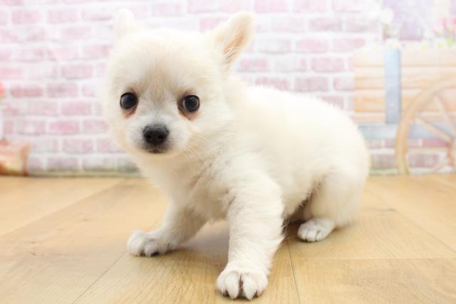 群馬県のチワワ(ロング) (Coo&RIKU前橋店/2025年8月29日生まれ/女の子/クリーム)の子犬の2枚目の画像
