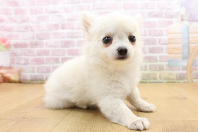 群馬県のチワワ(ロング) (Coo&RIKU前橋店/2025年8月29日生まれ/女の子/クリーム)の子犬の3枚目の画像