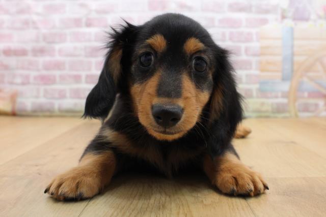 福島県のミニチュアダックスフンド(ロング) (Coo&RIKU福島店/2025年8月30日生まれ/男の子/ブラックタン)の子犬の1枚目の画像