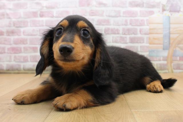 福島県のミニチュアダックスフンド(ロング) (Coo&RIKU福島店/2025年8月30日生まれ/男の子/ブラックタン)の子犬の2枚目の画像